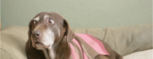 dog with seperation anxiety